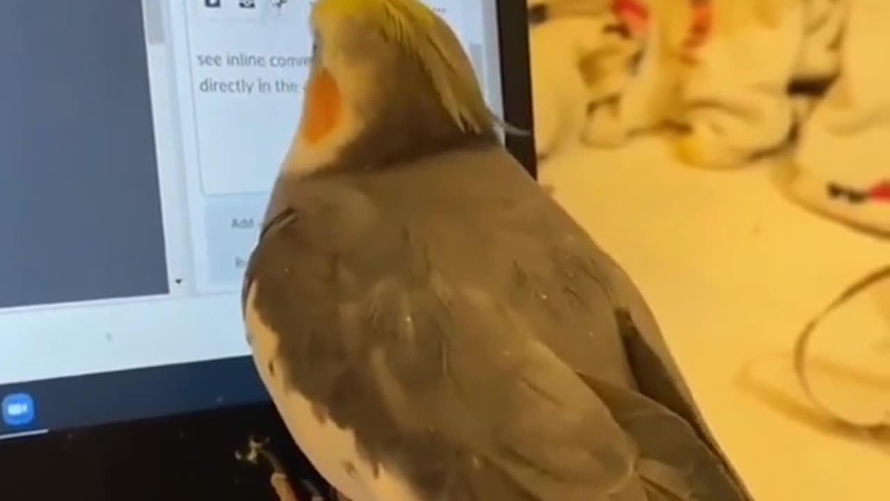 Cute parrot video watch a cartoon