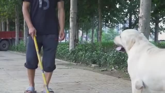 DOG SAVE BLIND MAN LIFE