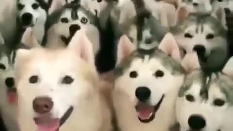 A pack of dogs.