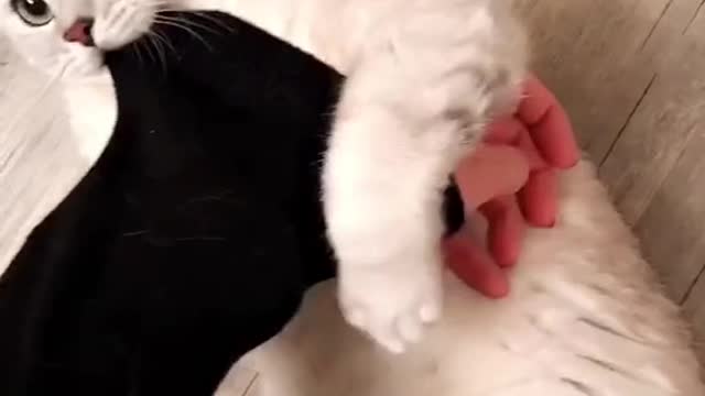 Funny cat playing!!🥺💗