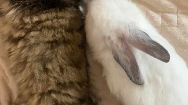 Pets Sleeping Underneath The Bed Sheet