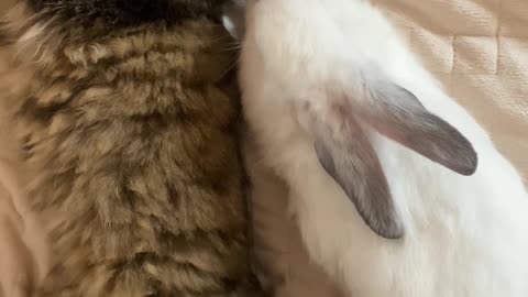Pets Sleeping Underneath The Bed Sheet