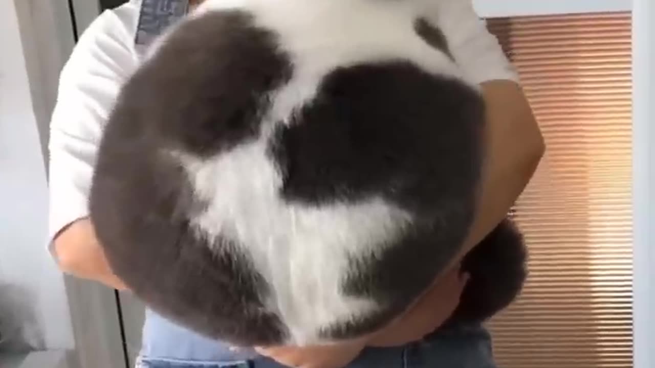 Entertainment video