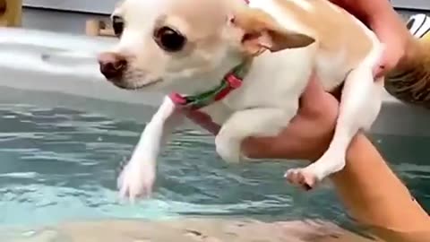 Cat and dog funny Masti video