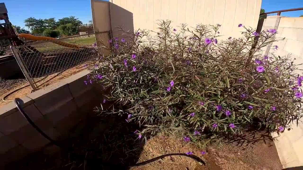 Feeding ALL My Tortoises! - Daily Routine-18