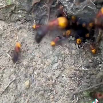 Pumpkin Head Hornets