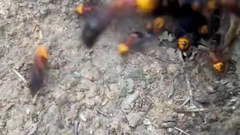 Pumpkin Head Hornets
