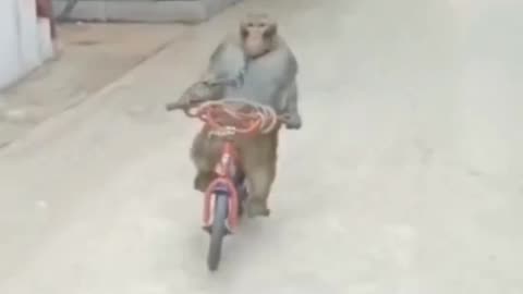 Monkey bicycle race