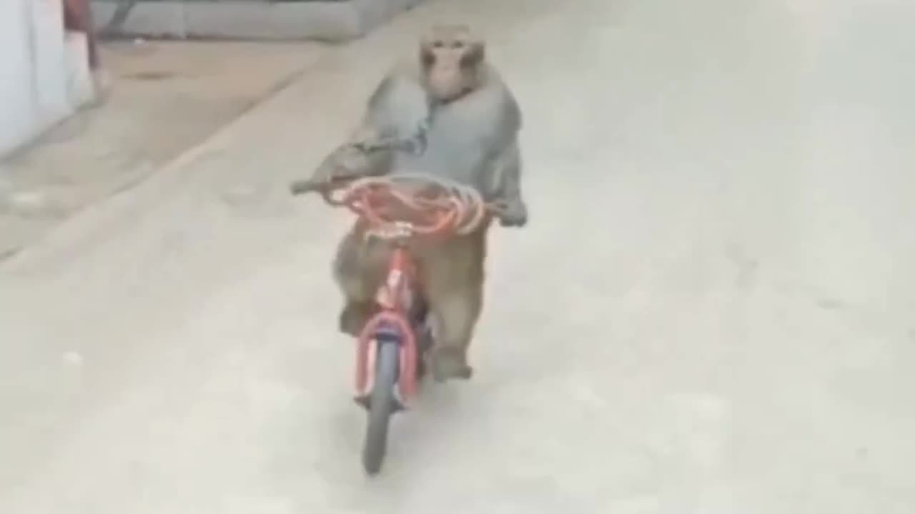 Monkey bicycle race