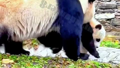 The lovely giant panda come and have a look