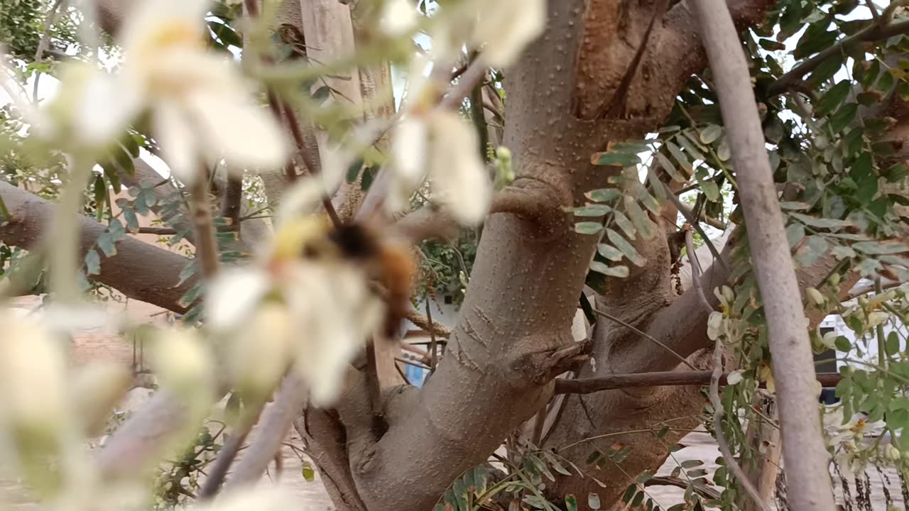 Honey bee taking nectar from flower