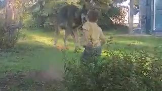 Jumping with a wolf