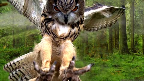 His owl pounces on prey with its strong claws