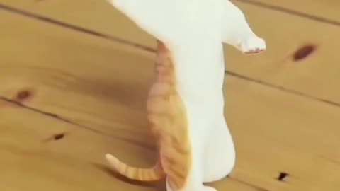 Dancing cat Cute Dancing Funny