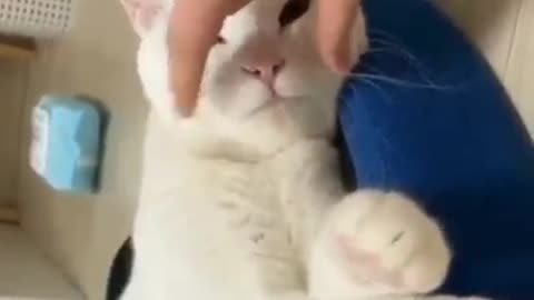 Cat funny clip 🤣🤣😅🤣😅