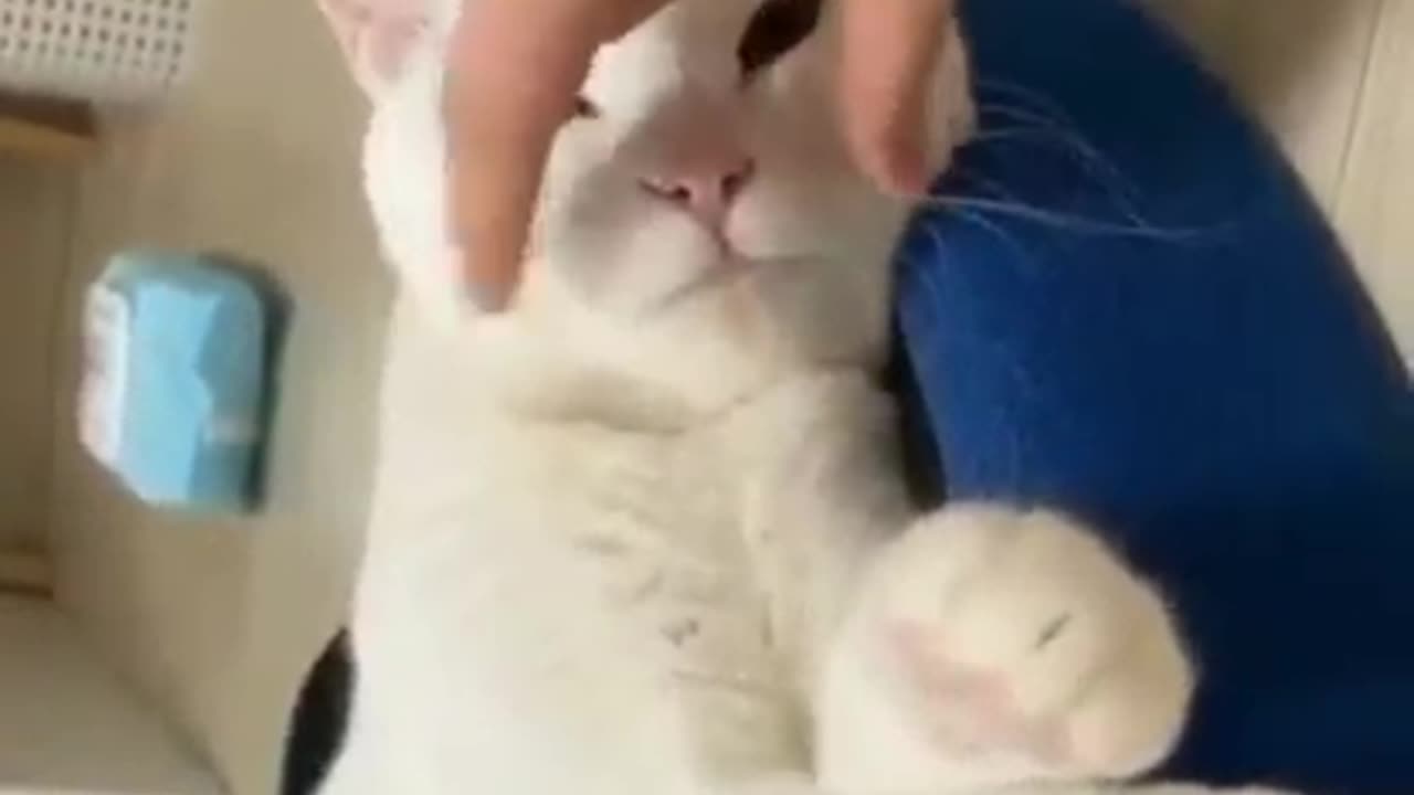 Cat funny clip 🤣🤣😅🤣😅