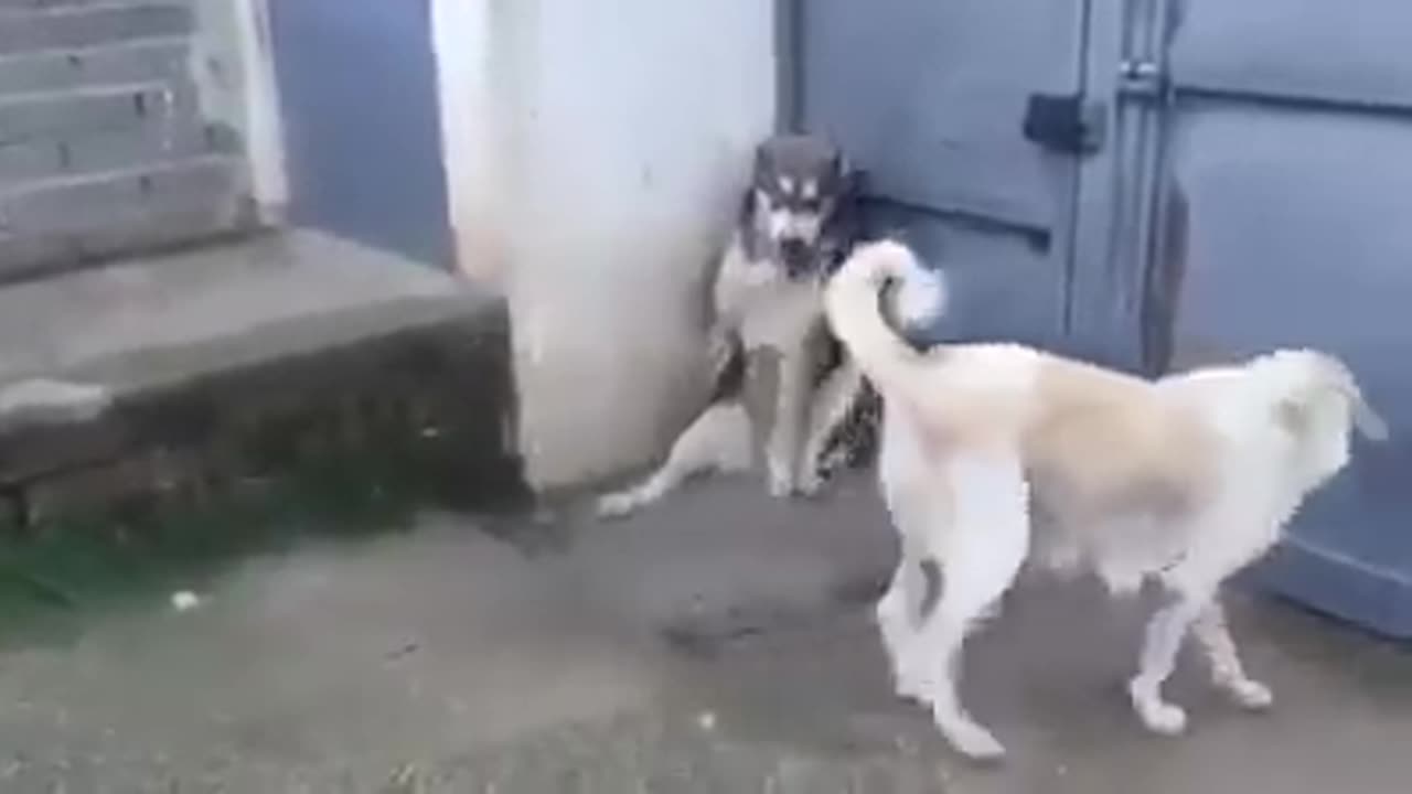 MOM DOG SCOLDING DAD FOR THREATENING CHILDREN UNNECESSARILY!