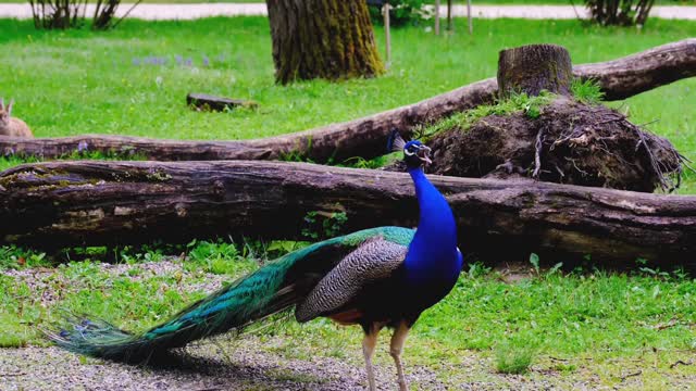 PEACOCK SINGING