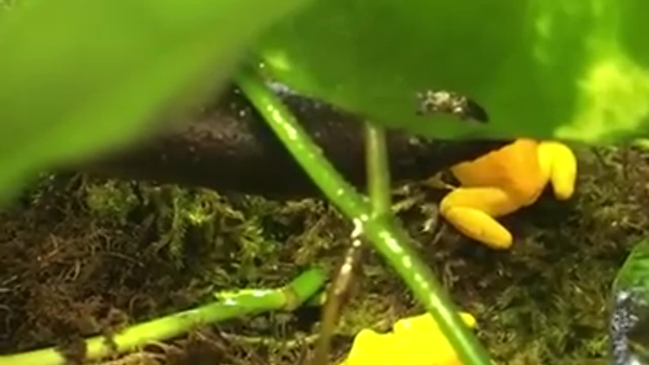 The Frog Animal Video