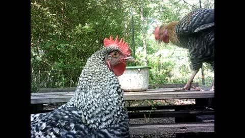 Southeast Texas Backyard Wildlife 106