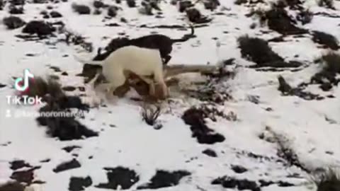 dog easily kills guanaco