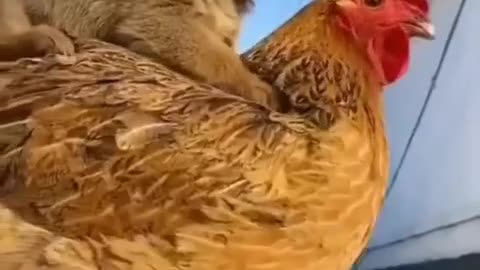 Best friendship of dog and hen 😂🤣