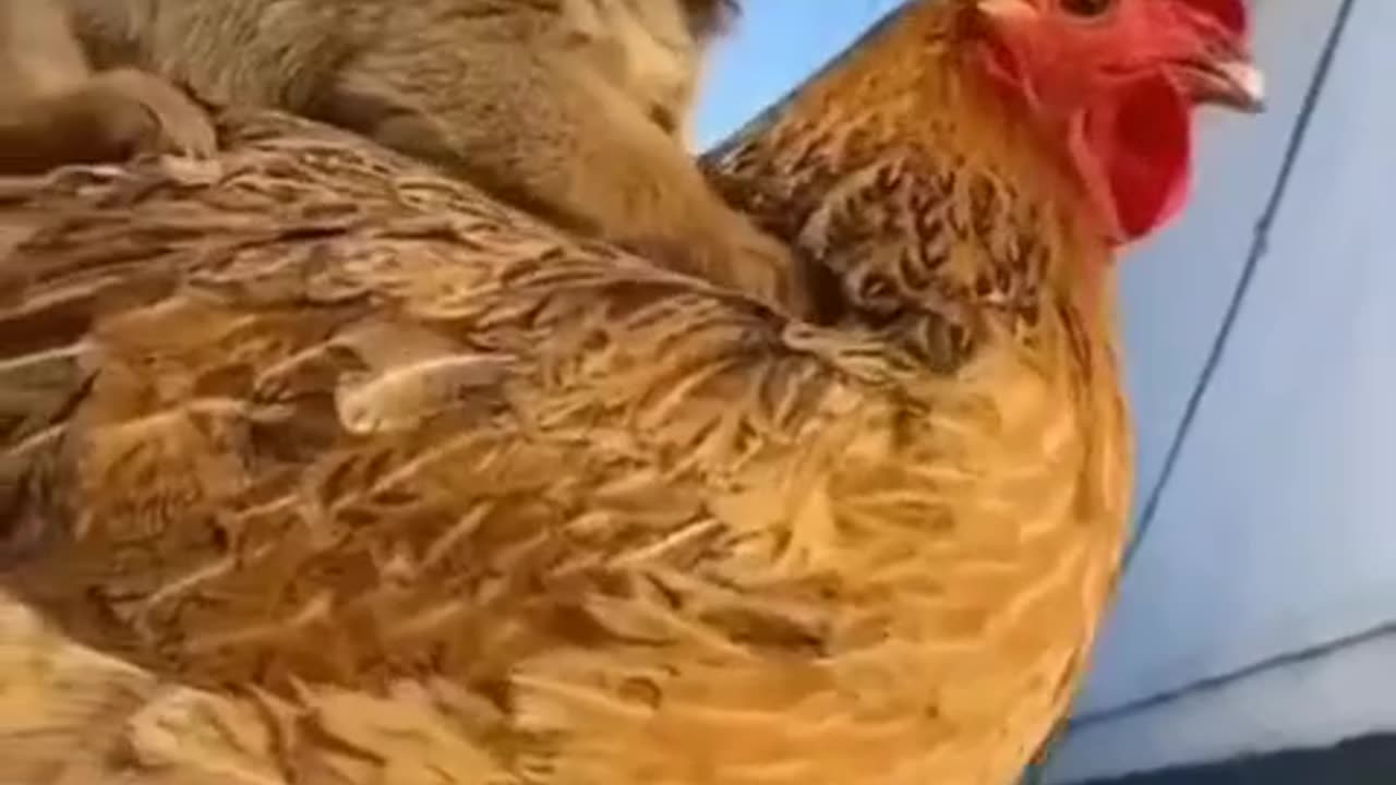 Best friendship of dog and hen 😂🤣