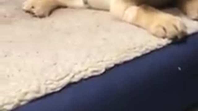 Cute puppy barks at owner