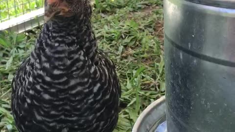 Chicken Tractor and Chickens