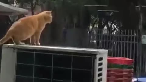 Jumping cat