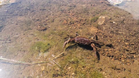 Crab attack! Camera shy crab goes on the offensive! .