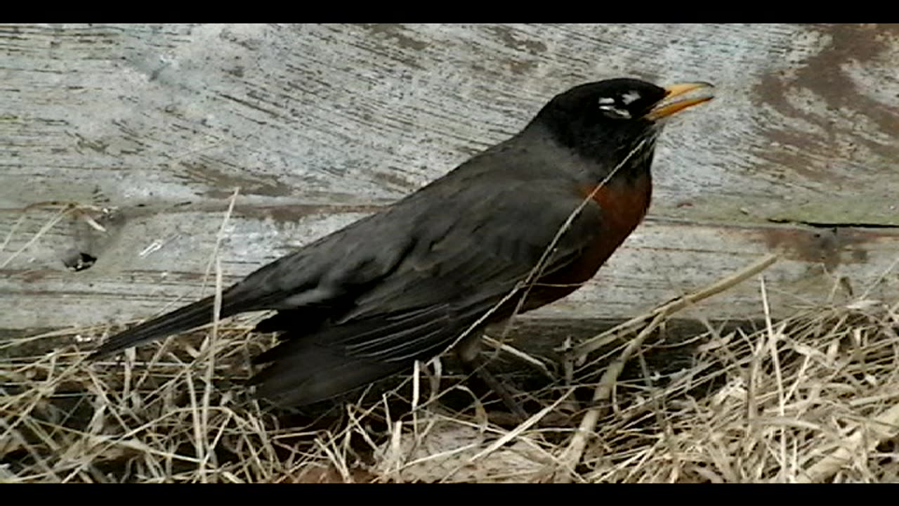 Petting a Robin on Easter