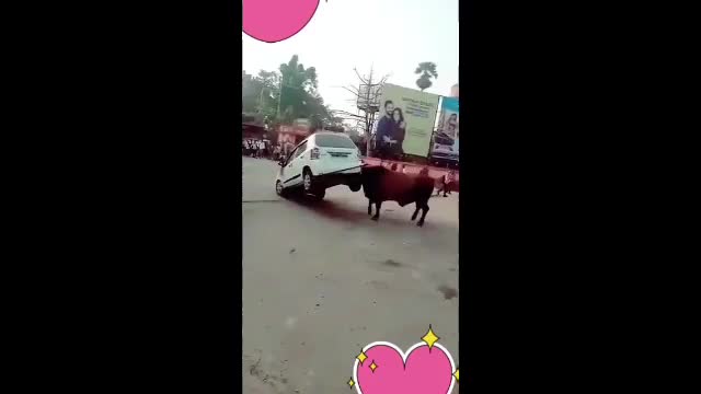 funny video