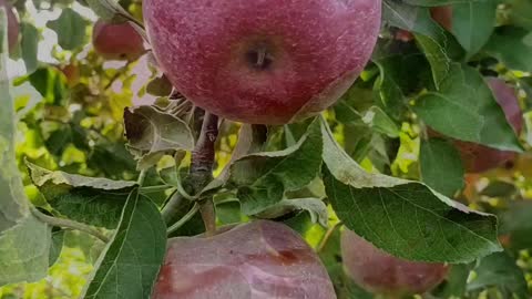 Beautiful Apple Farm and Harvest