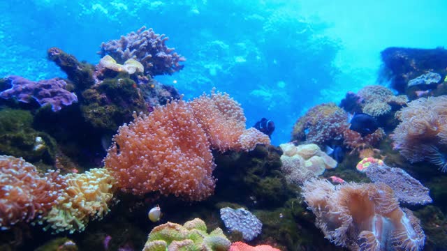 Sea Anemones