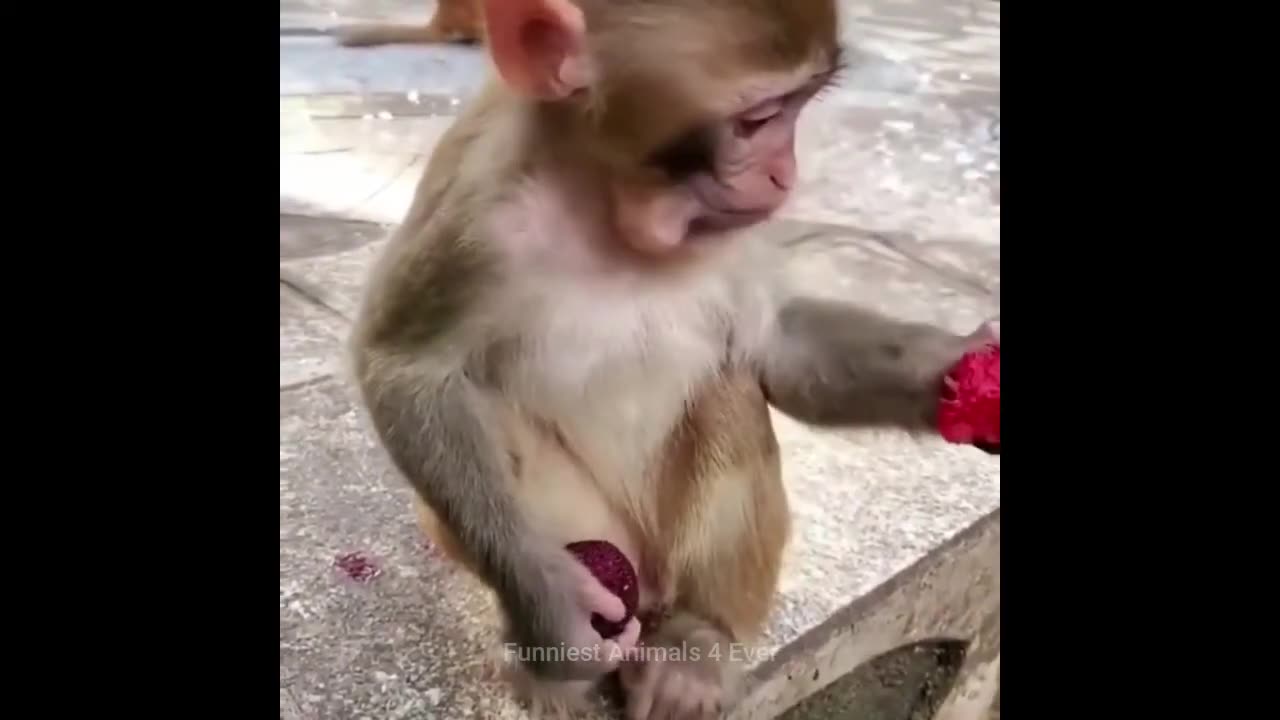 Funniest monkeys - cute and funny monkey videos compilation