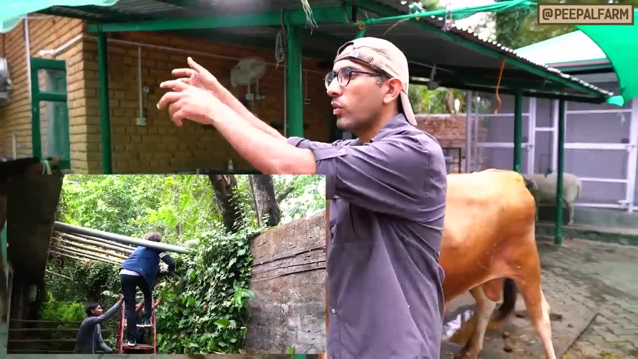 Animal rescue mein zara si chook ban sakti hai jaan ke liye khatra _ Peepal Farm