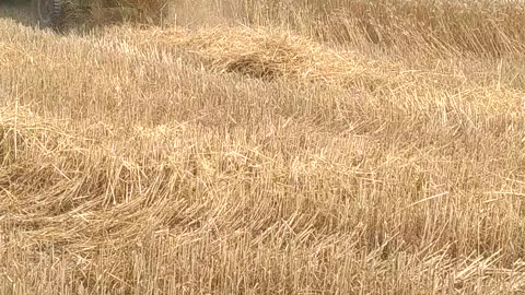 Wheat harvesting