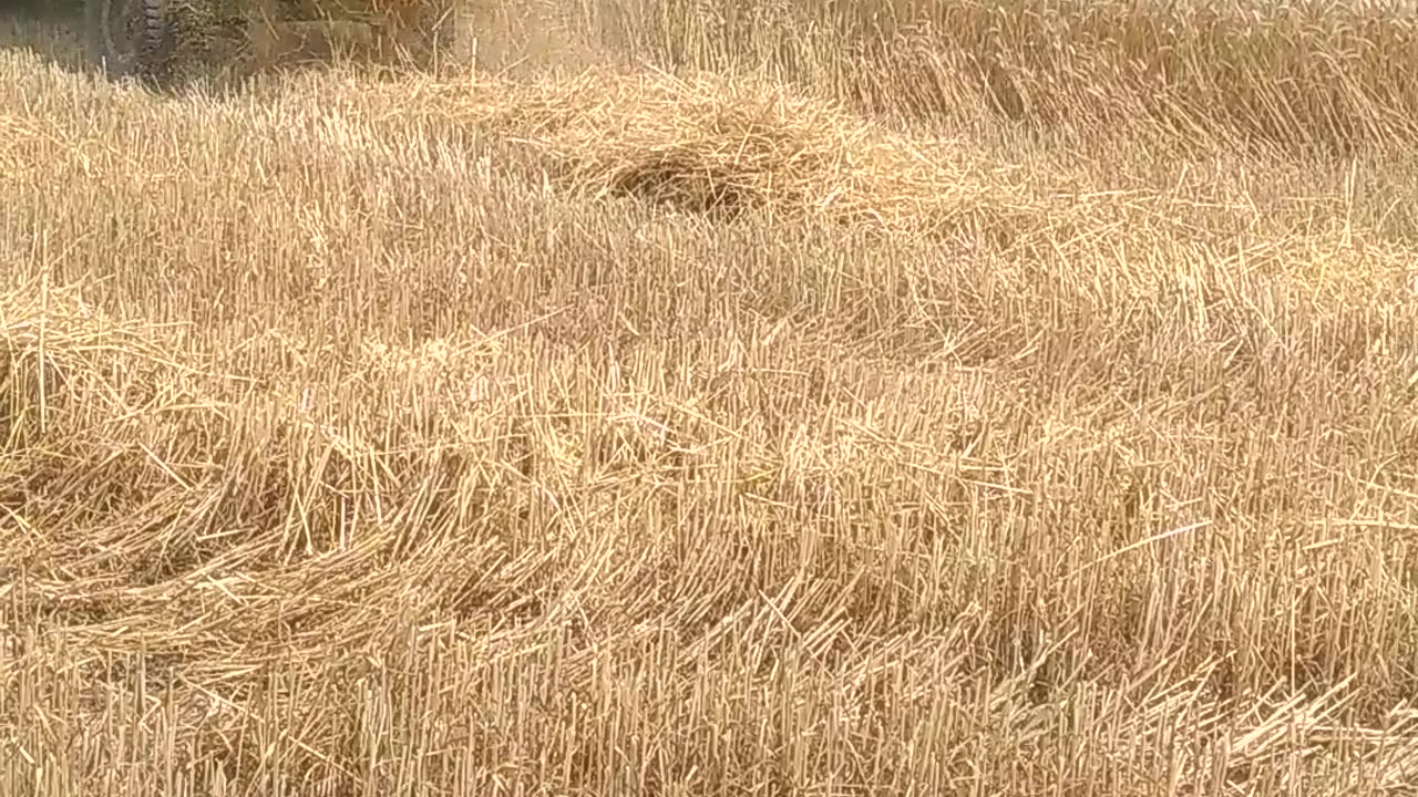 Wheat harvesting