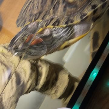 Platano in sleep Mode lol 🐢😴💚😂