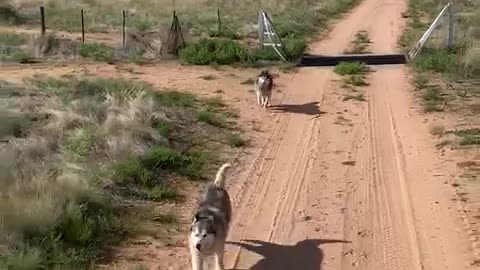 Namibian husky's