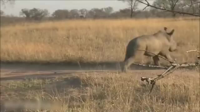 Baby Rhino Charging - FUNNIEST Compilation