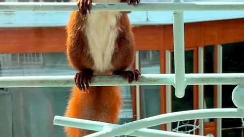 Red Squirrel Visits Balcony