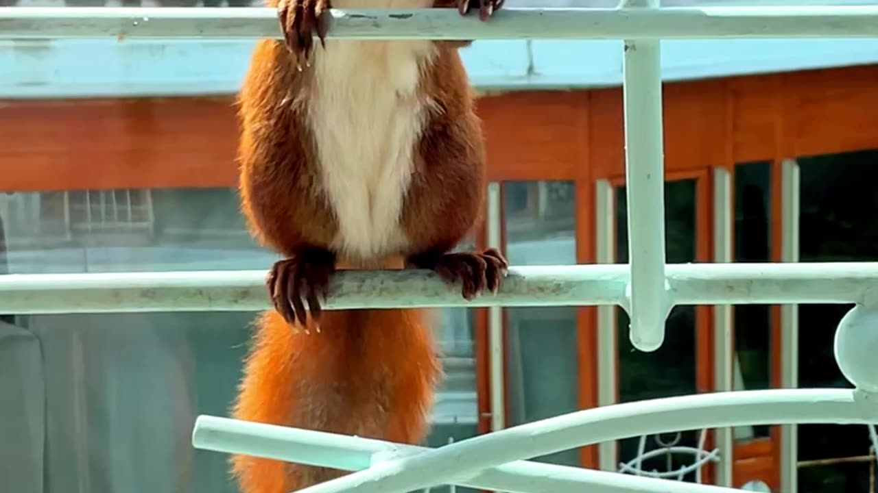 Red Squirrel Visits Balcony