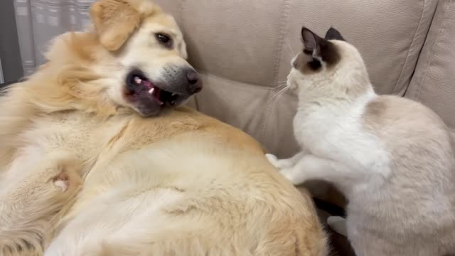 Golden Retriever Attacked by Kitten [TRY NOT TO LAUGH or GRIN]