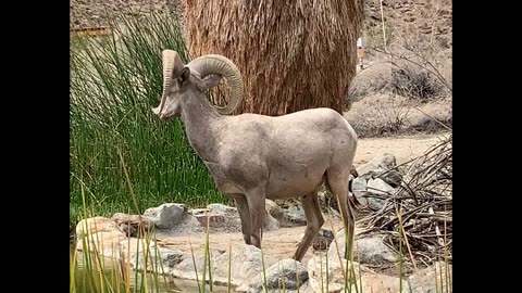 Facts about Bighorn Sheep