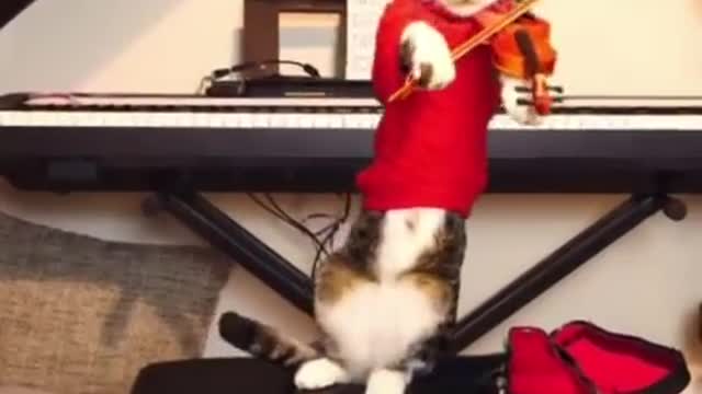 Funniest Cats 😹 - Don't try to hold back Laughter 😂 - Funny Cats Life #2