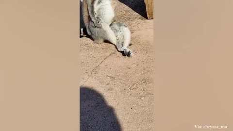animul funny video