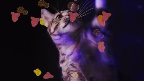 CATS RAVE