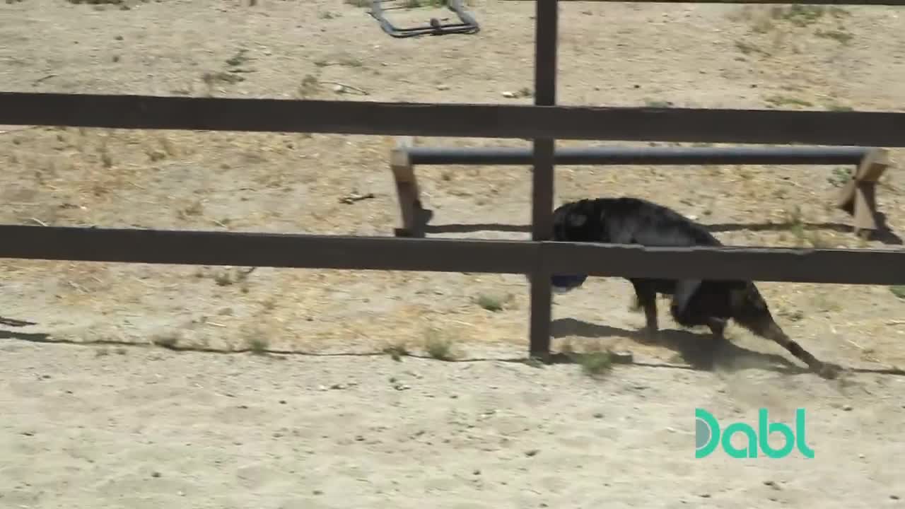 Cesar Must Show A Bulldog and Rottweiler Who's Boss